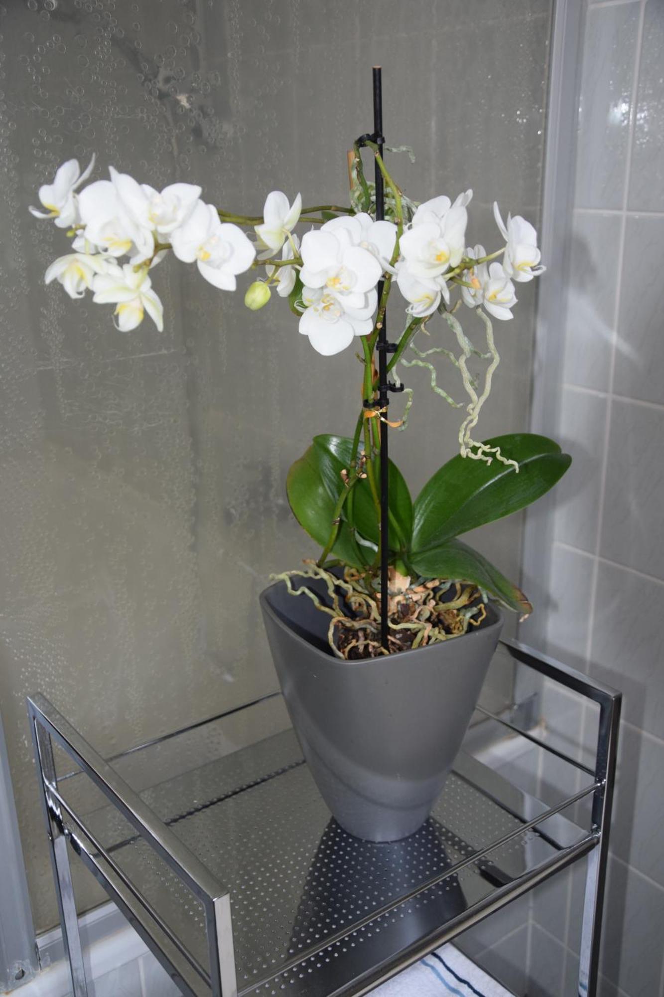 גמונדן Garconniere Im Ehemaligen Hotel Austria מראה חיצוני תמונה